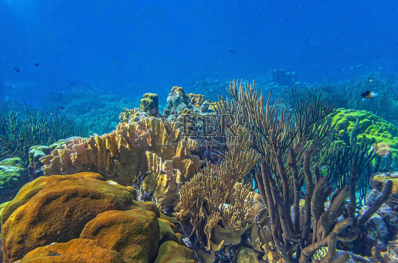 加勒比海珊瑚花园，博内尔水下景观照片摄影图片