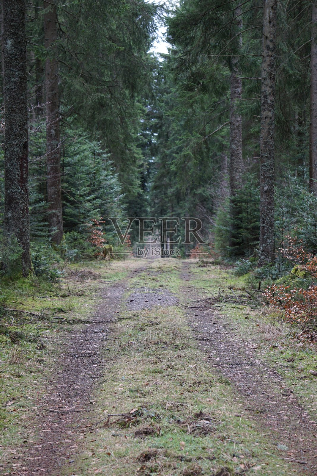 德国黑森林的树木和旅馆照片摄影图片
