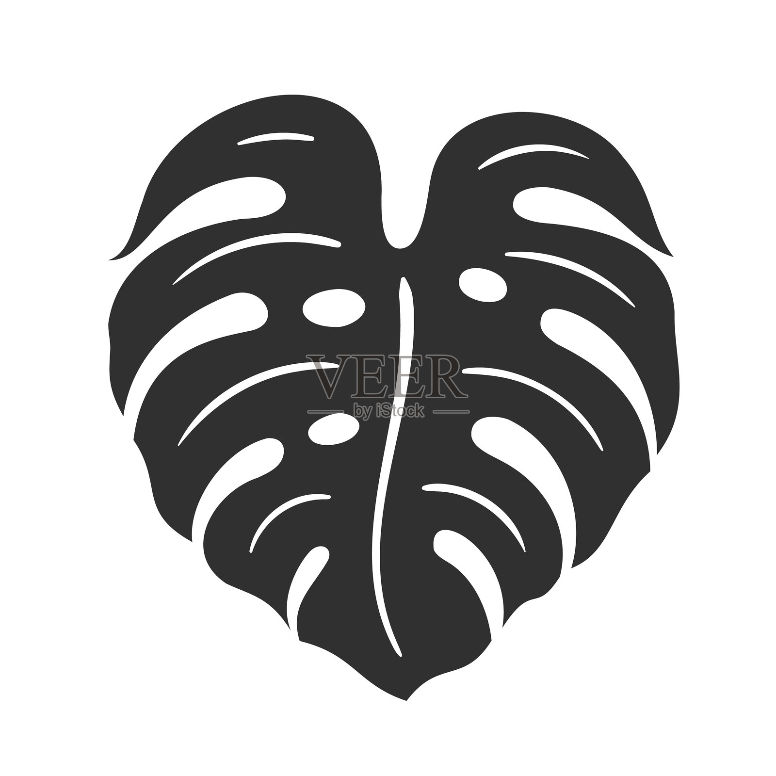 白色背景上的龟背竹叶插画图片素材