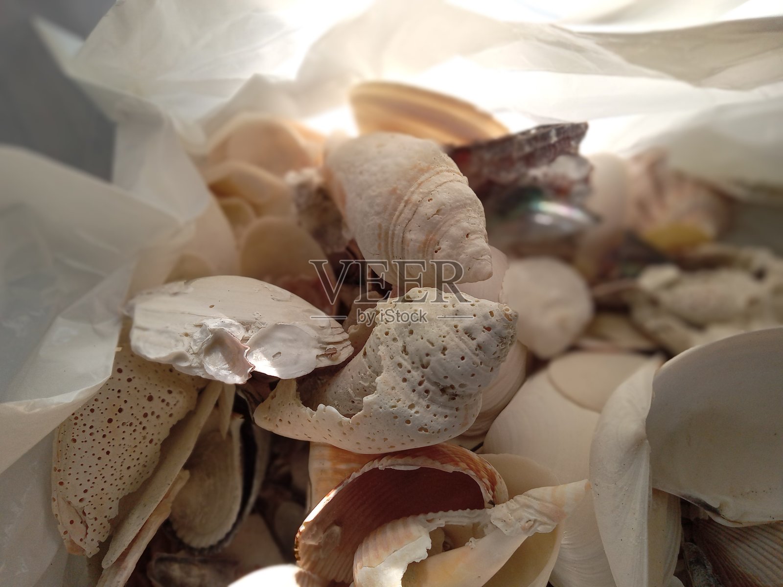 袋子里的海贝壳照片摄影图片