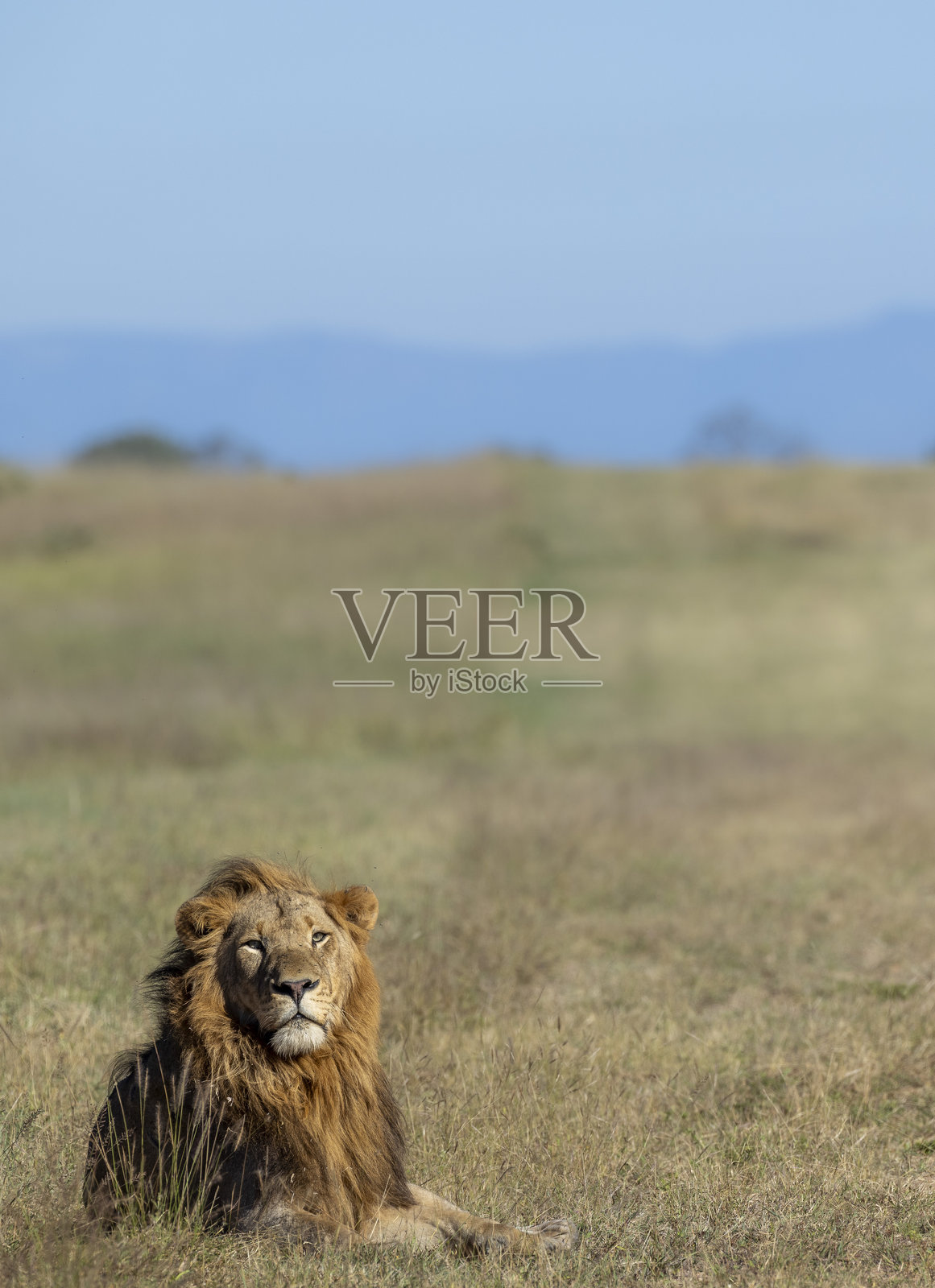 孤独的成年雄狮（非洲狮）躺在开阔地带照片摄影图片