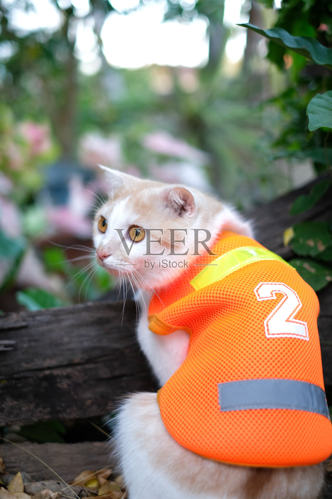 猫的特写镜头照片摄影图片