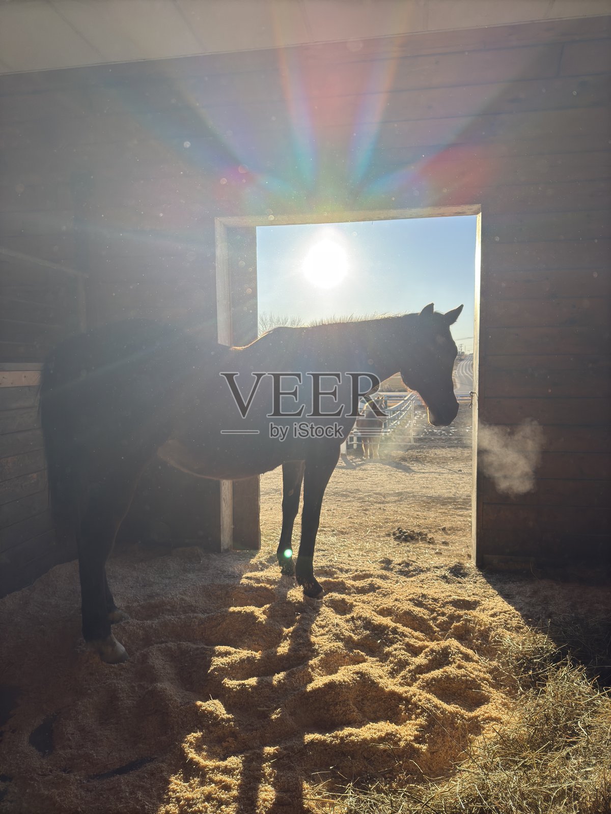 背光的马在马厩里照片摄影图片