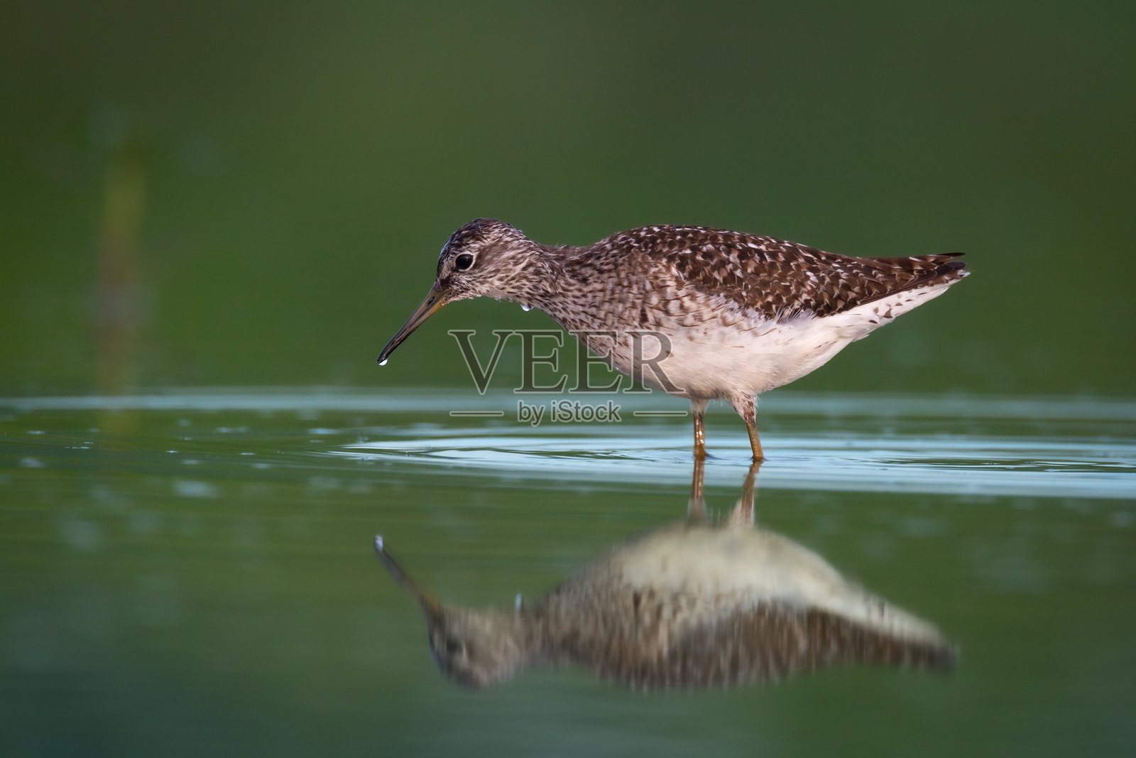 滨鸟 - 木沙锥 Tringa glareola，波兰野生动物，欧洲夏季候鸟照片摄影图片