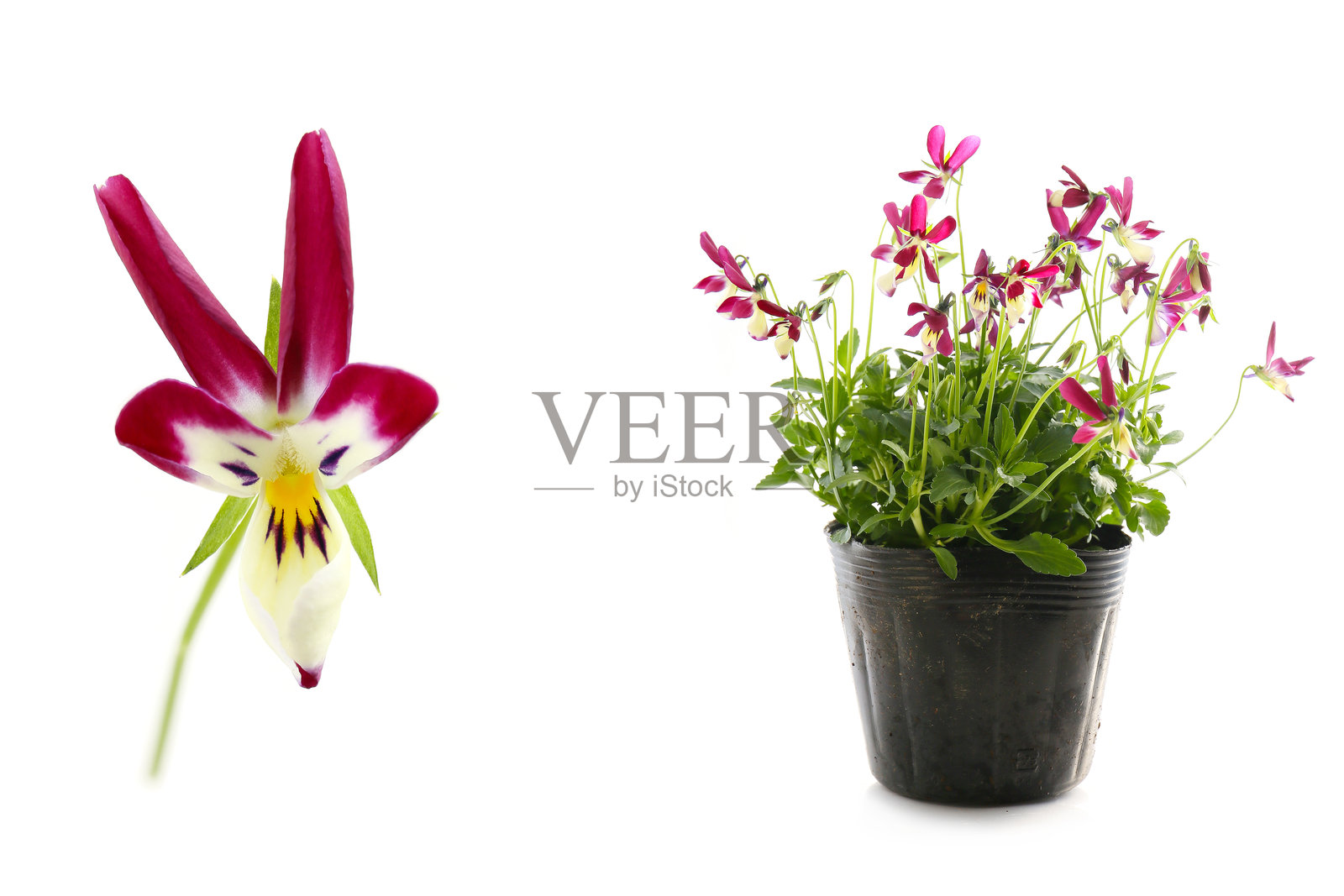 孤立在白色背景上的三色堇花照片摄影图片