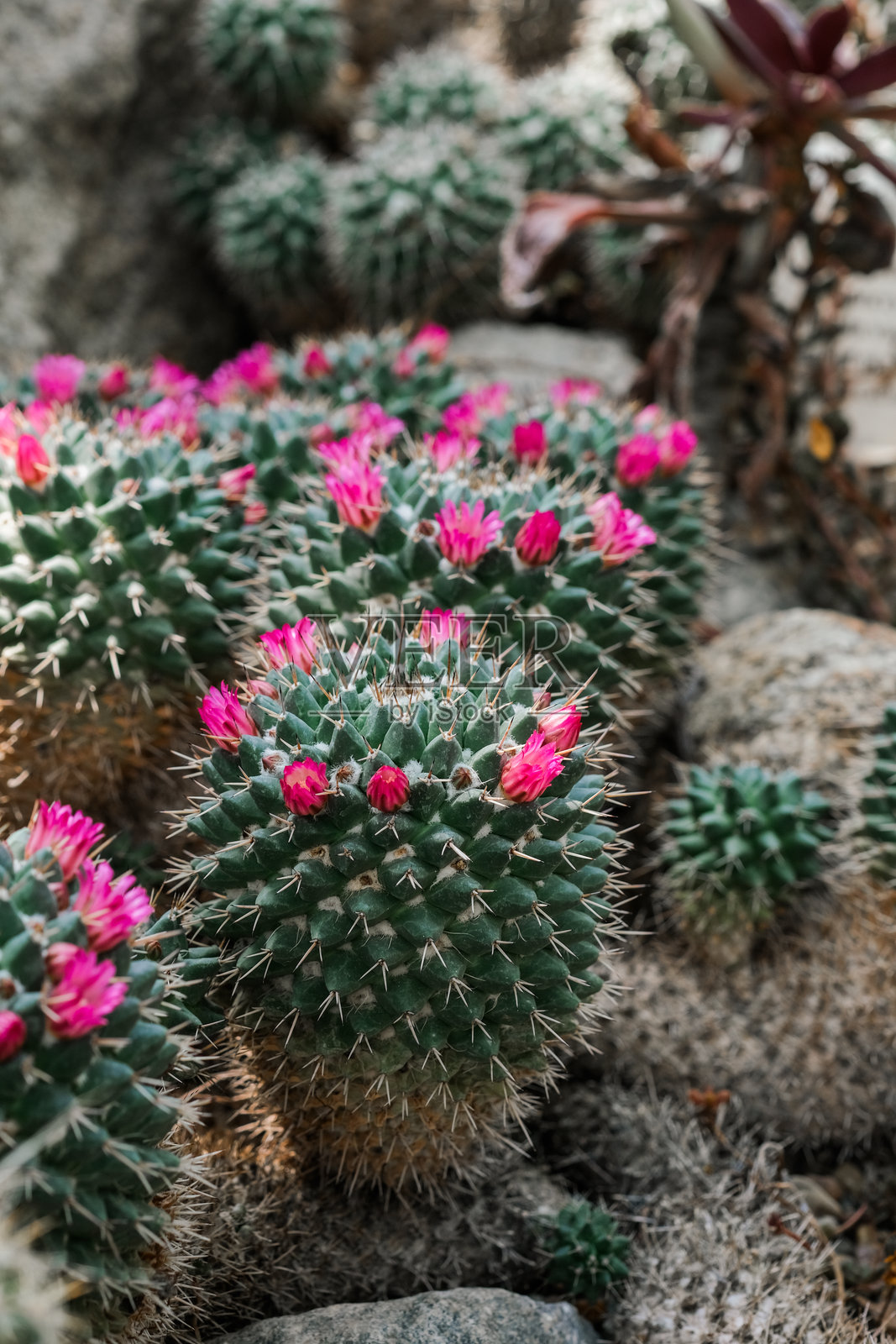 一簇开着鲜艳粉色花朵的仙人掌植物照片摄影图片