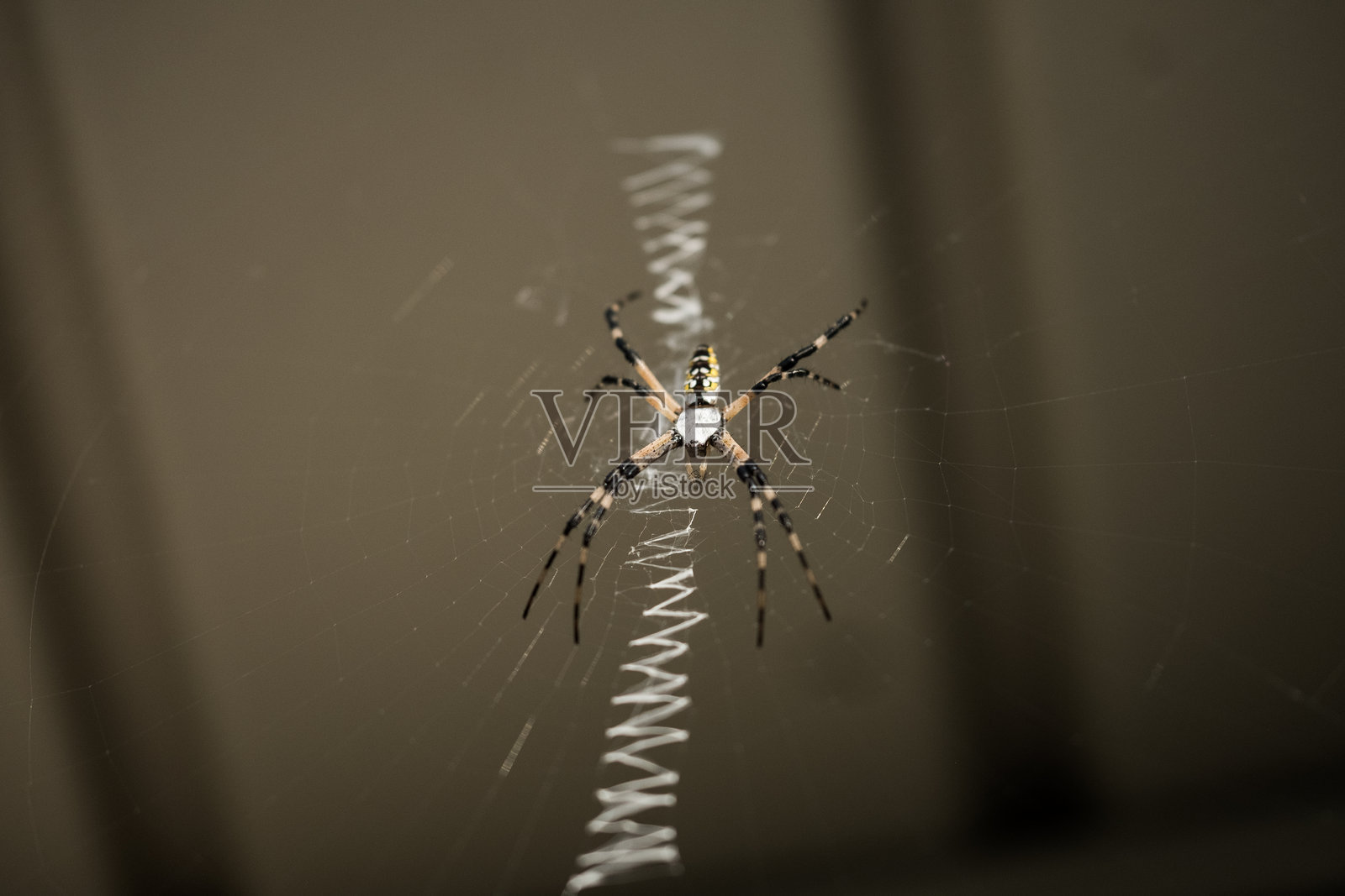 黑黄相间的圆网蜘蛛照片摄影图片