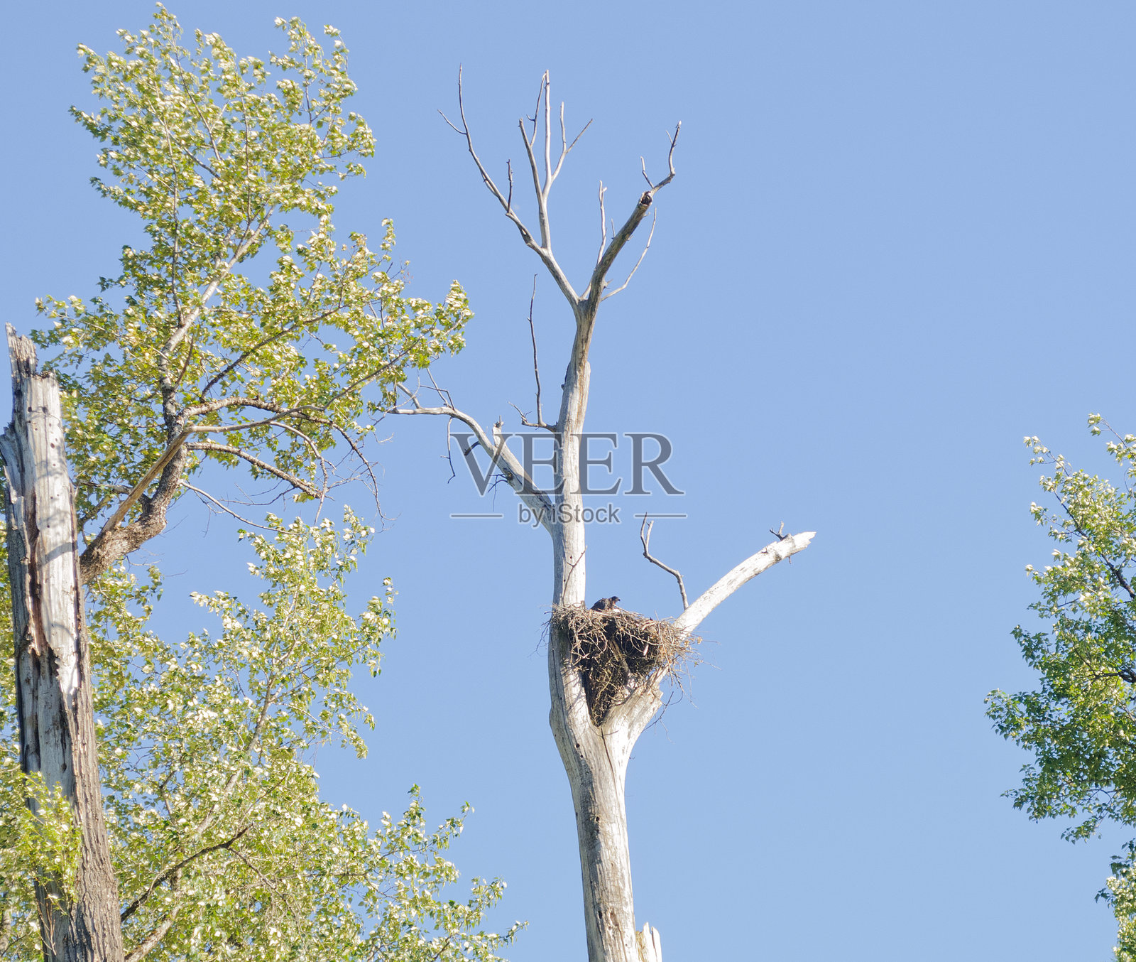 鹰巢照片摄影图片