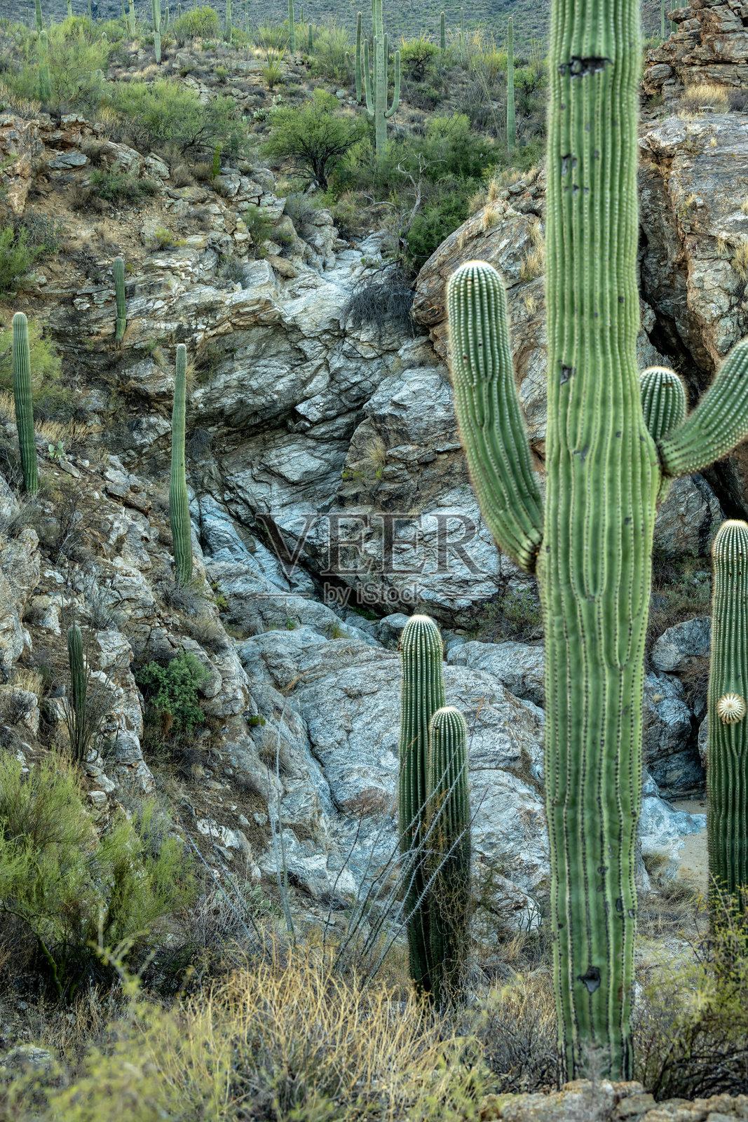 亚利桑那州的仙人掌旁干涸的瀑布照片摄影图片