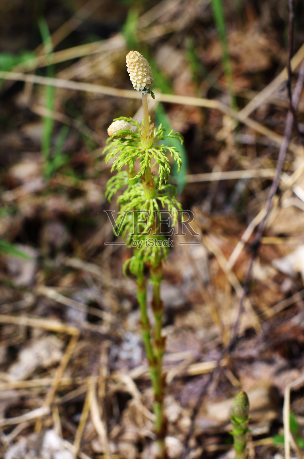 西西伯利亚，春季盛开的田螺草（Equisetum arvense）田野。照片摄影图片