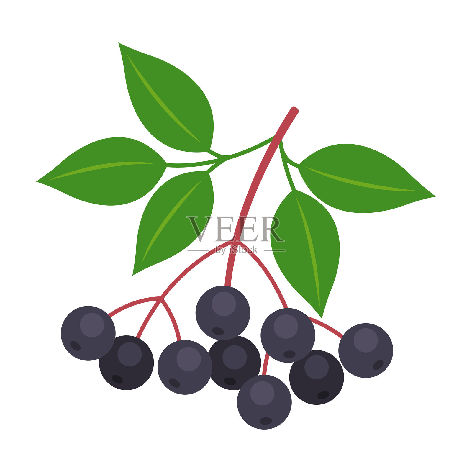 接骨木枝条在透明背景上孤立。接骨木或黑接骨木的黑莓与叶子图标。超级食品医学浆果。平面风格的水果插图。插画图片素材
