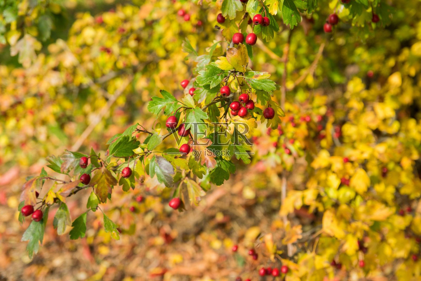 在晴朗的天气里，秋天的树叶和浆果在秋天的树上。照片摄影图片