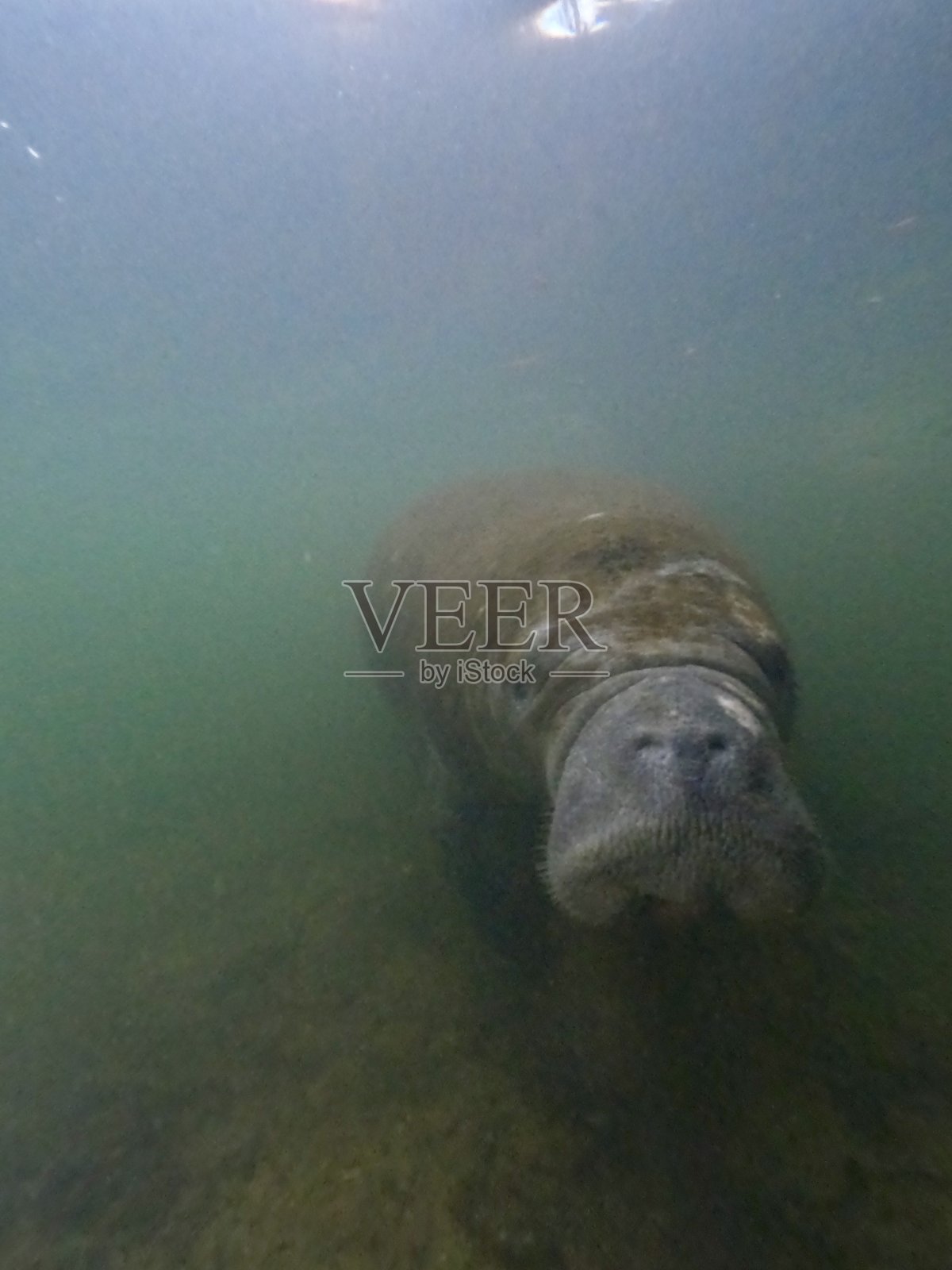 皱纹脸的海牛照片摄影图片