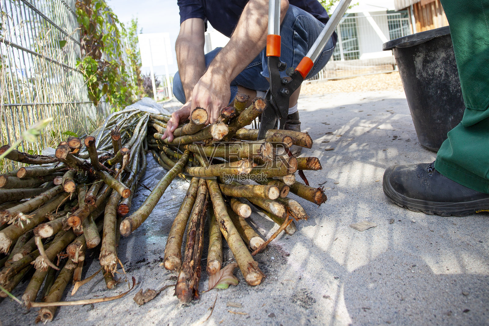 用大型修剪机捆绑树枝并修剪它们照片摄影图片