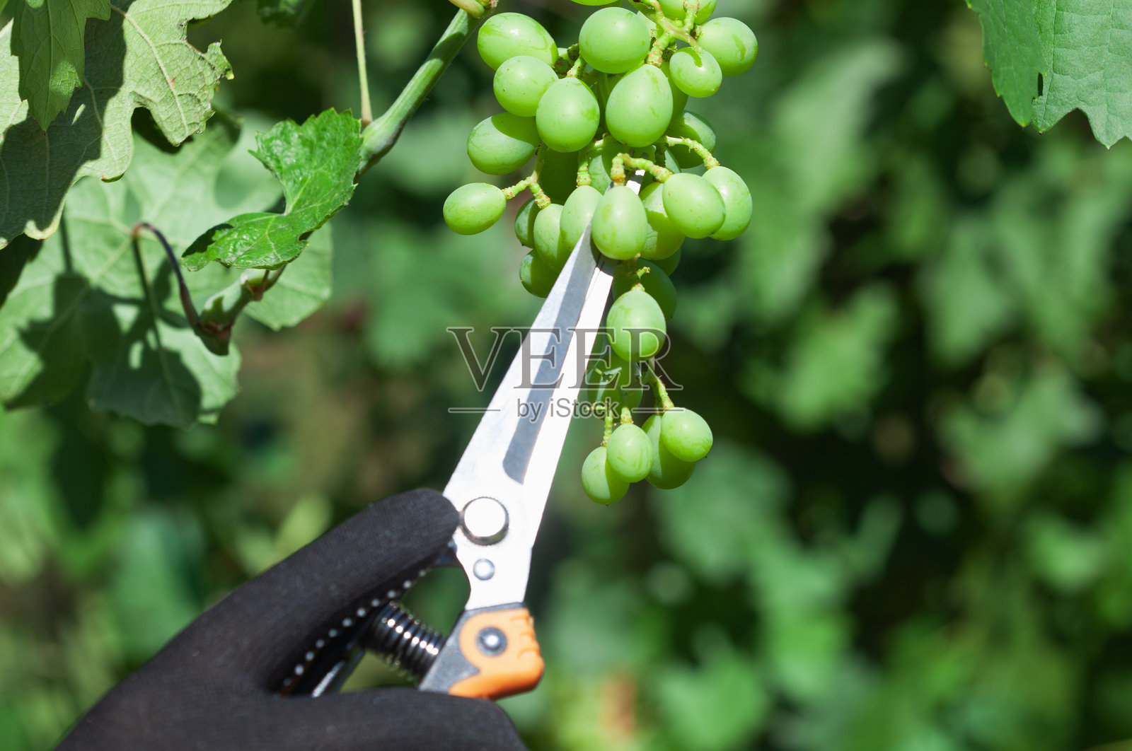 葡萄园里一大串串的葡萄。照顾葡萄灌木。修剪和捏摘葡萄。照片摄影图片