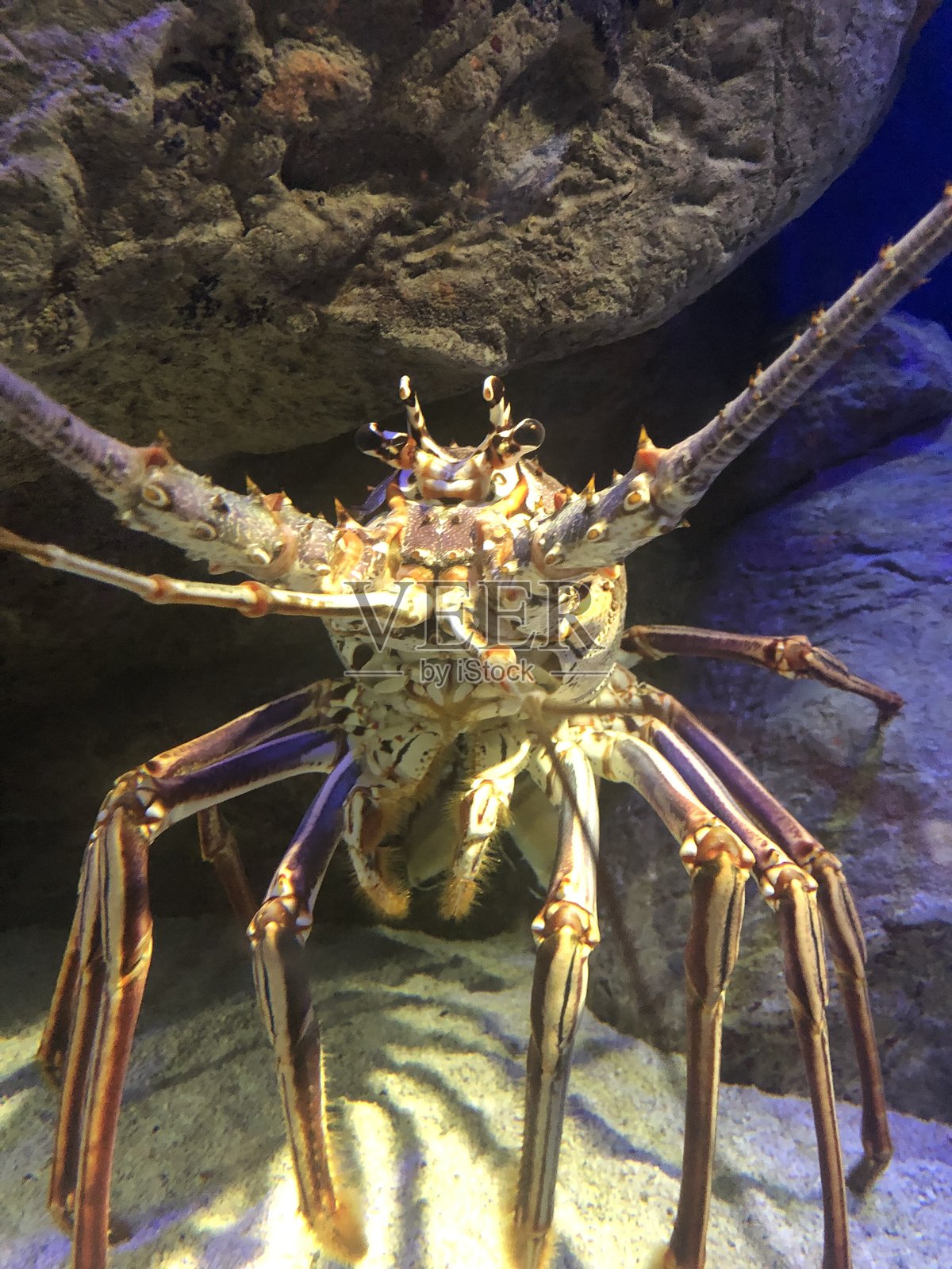 螃蟹照片摄影图片