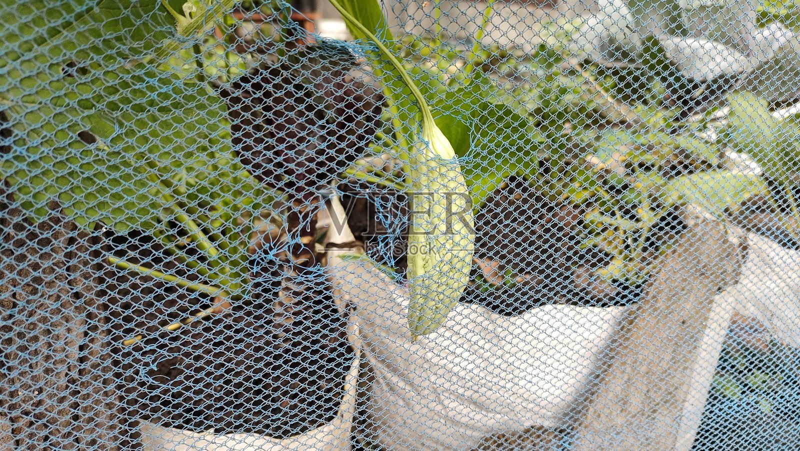 院子里的花园 - 苦瓜植物照片摄影图片