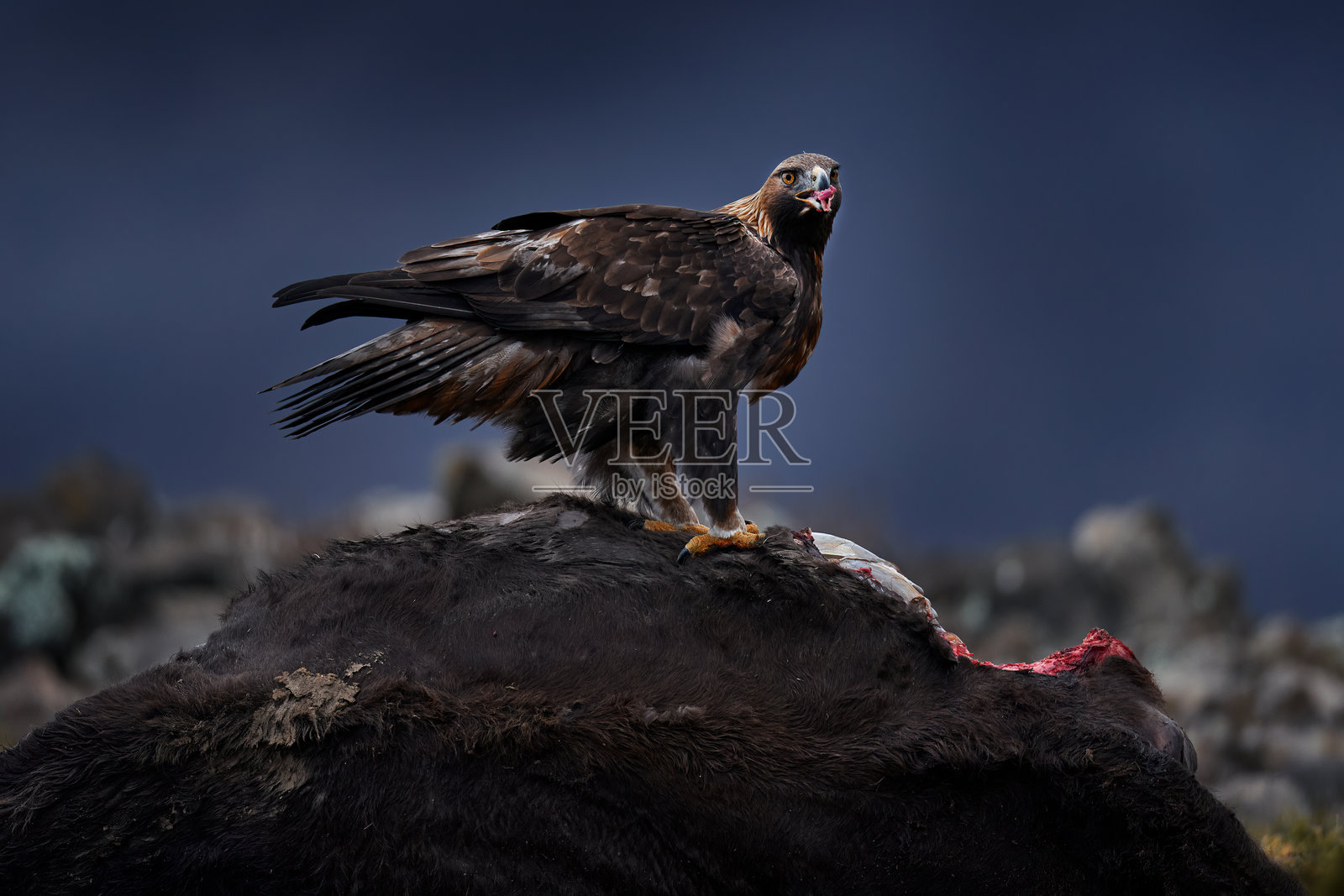 带有小牛尸体的鹰。金雕，石头，保加利亚罗多彼山脉。鹰，傍晚的光线，棕色的大型猛禽，翼展宽广。鸟类觅食行为，自然野生动物。照片摄影图片