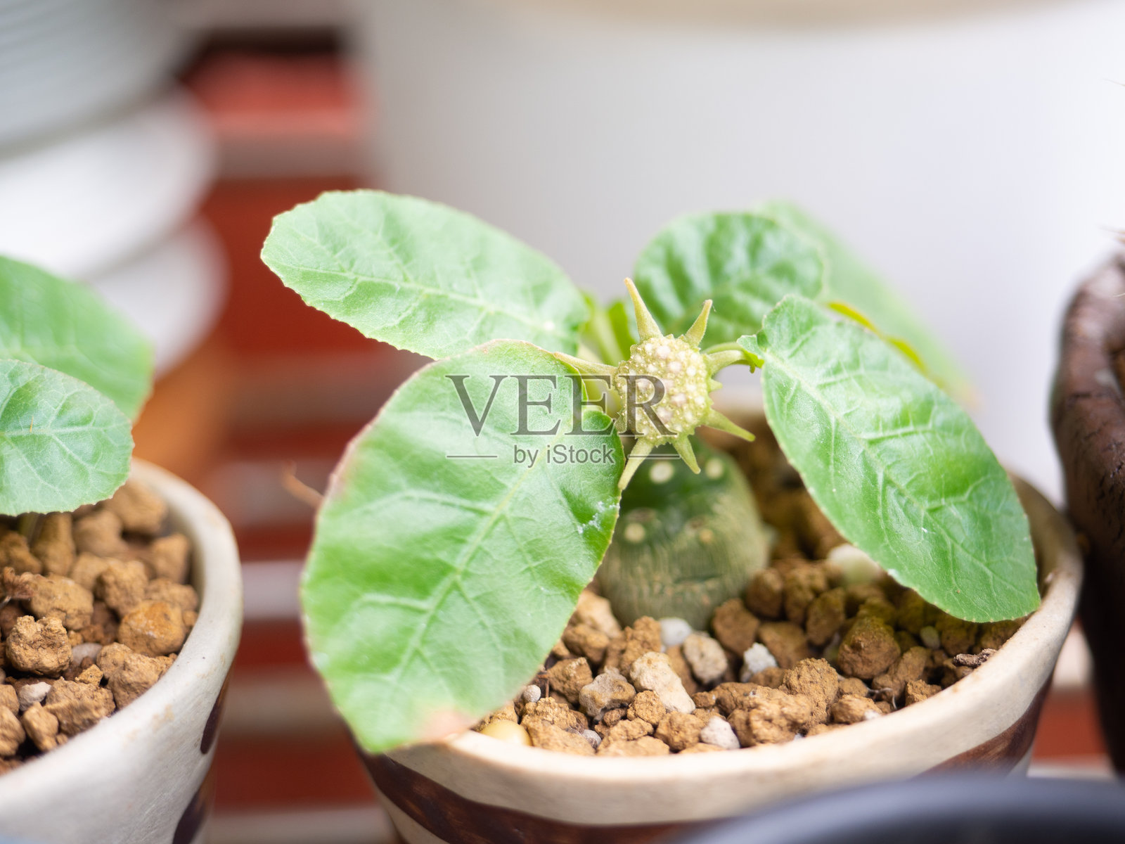 多斯滕尼亚仙人掌自然植物花卉叶子夏季沙漠绿色多肉植物热带树木自然花园特写装饰生长植物学背景棕色花盆小型家居植物精选焦点照片摄影图片