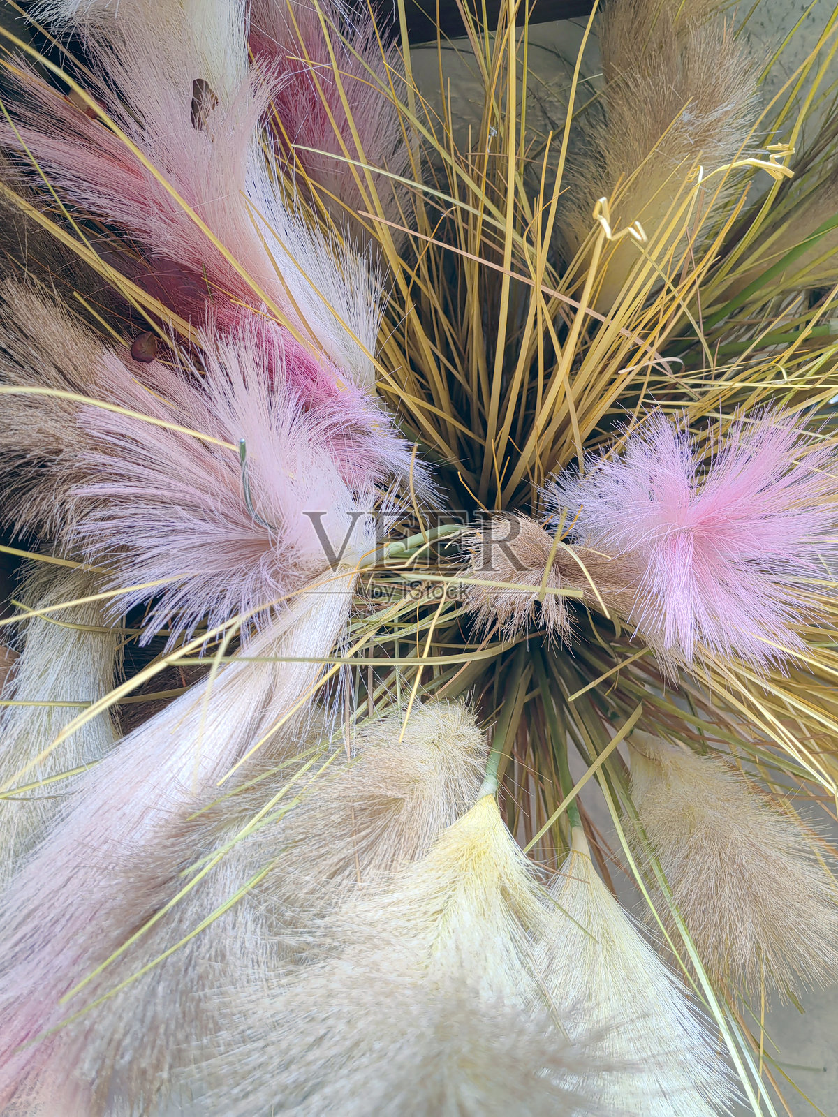 成捆的干亚麻籽蒴果。收割前成熟的干亚麻植株。白色背景上的干亚麻。照片摄影图片