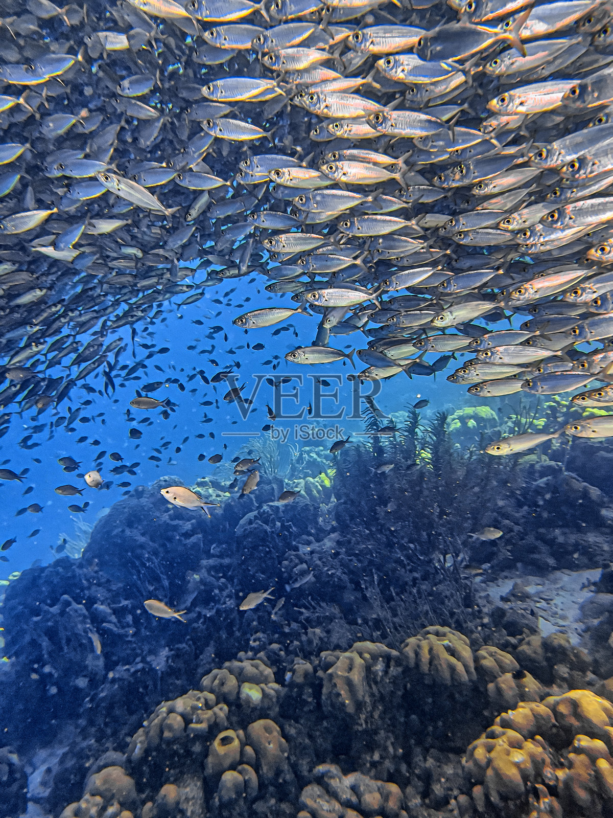 加勒比海珊瑚花园，博内尔水下景观照片摄影图片