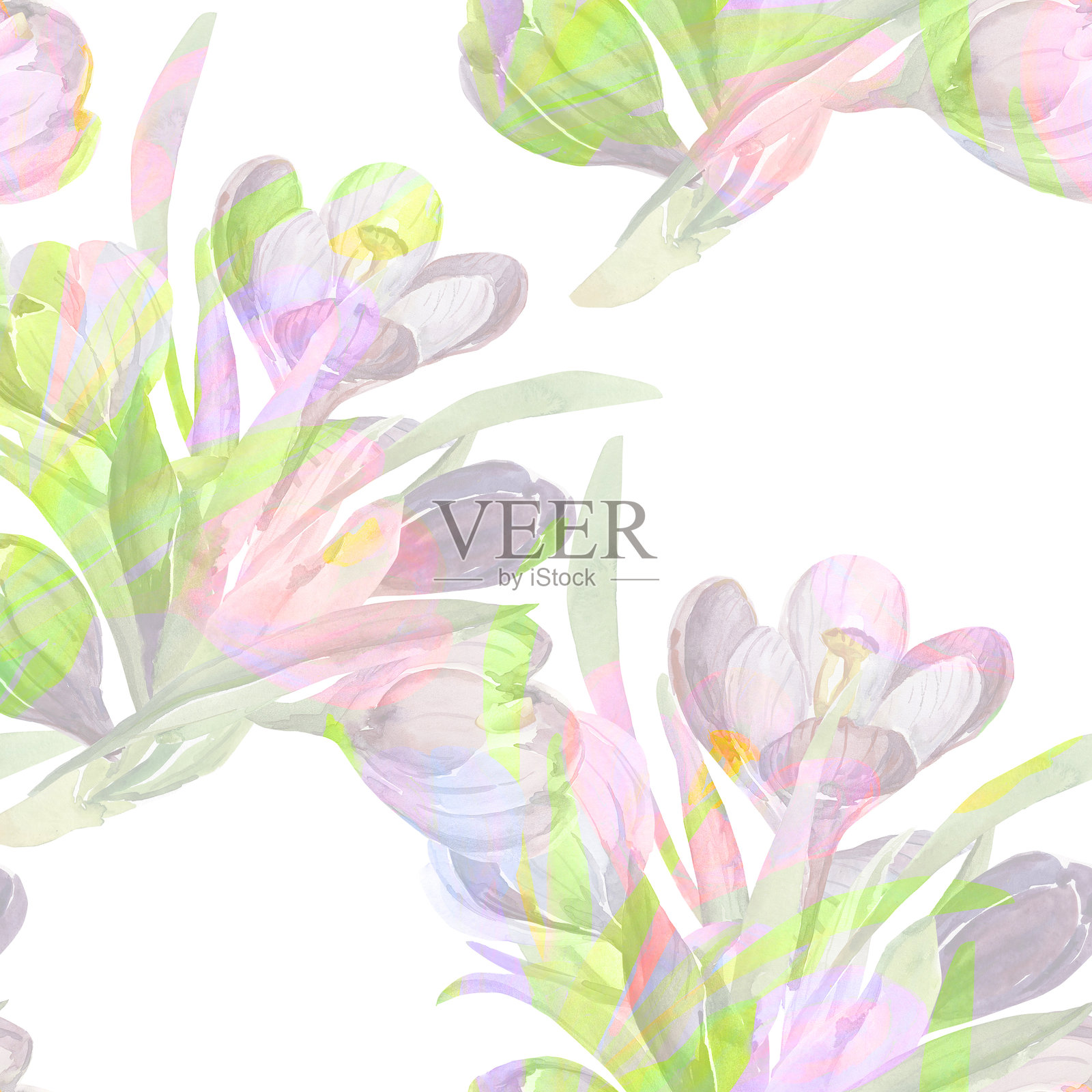 雪花莲。插画图片素材