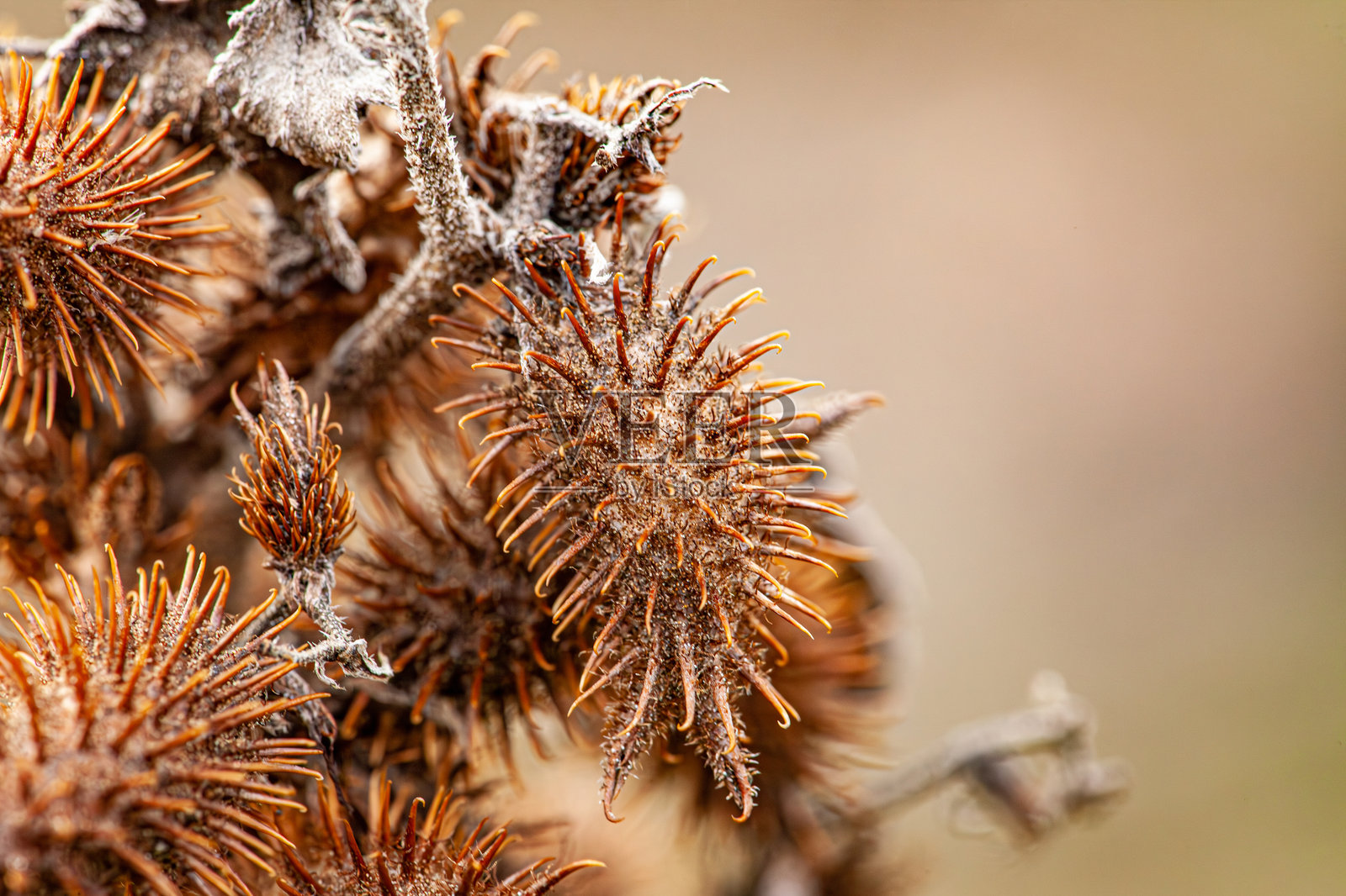 粗糙的干刺蓟特写。粗刺蓟头部，粗刺蓟，刺蓟，普通刺蓟，大刺蓟，羊毛刺蓟。照片摄影图片