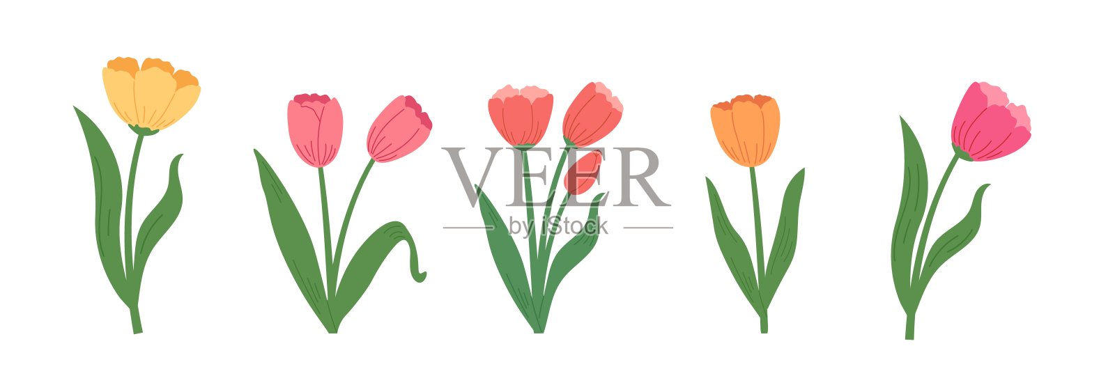 手绘风格的春季郁金香花束。插画图片素材