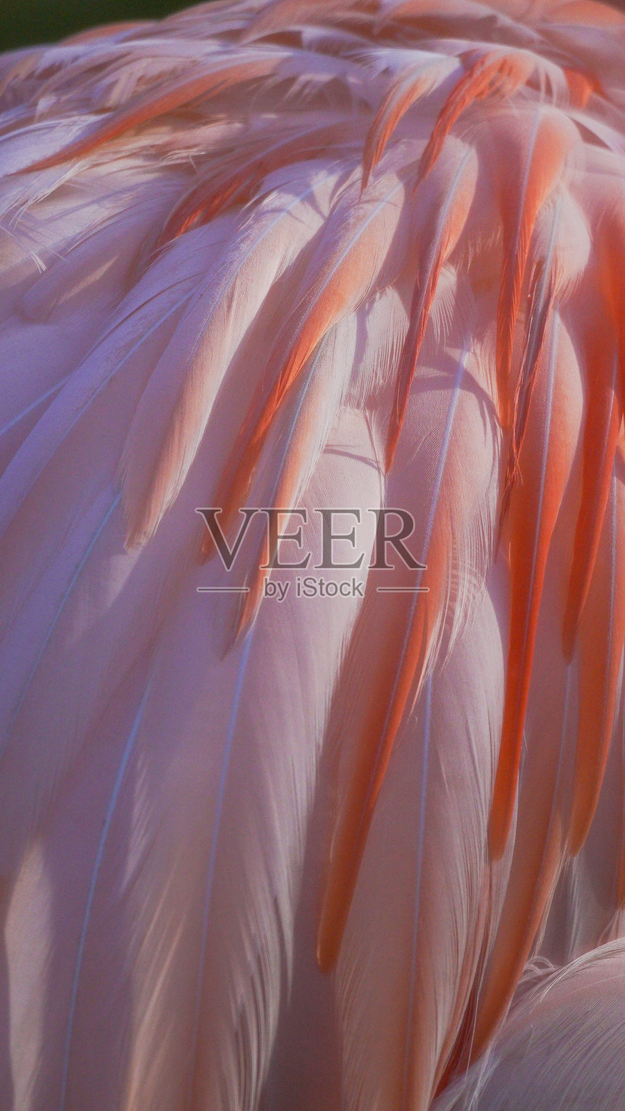 威尔士彭布罗克郡福利农场动物园的一只粉色羽毛智利火烈鸟的竖直图像照片摄影图片