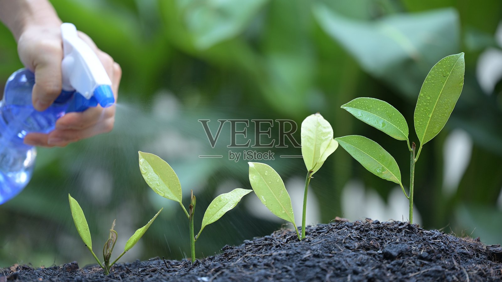 在自然中慢动作浇水和种植幼苗的阶段，战略规划商业增长成功愿景的有效管理理念照片摄影图片
