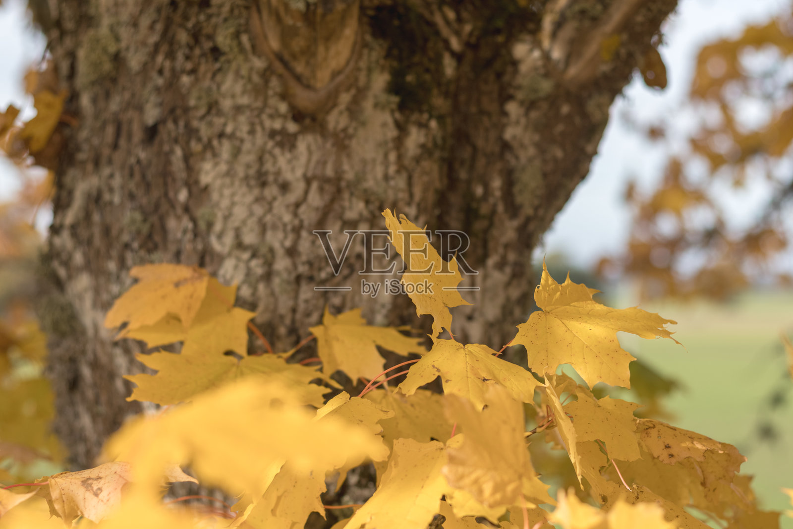 黄色和棕色的枫叶挂在树上，背景中可见另一棵树。照片摄影图片