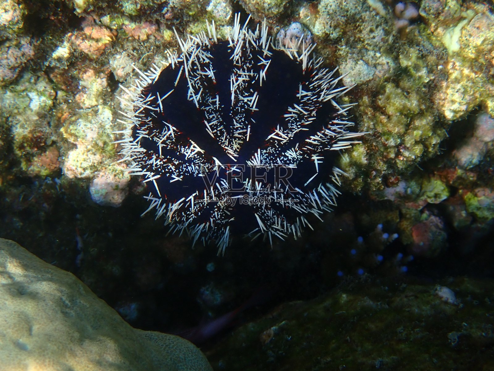 海胆照片摄影图片