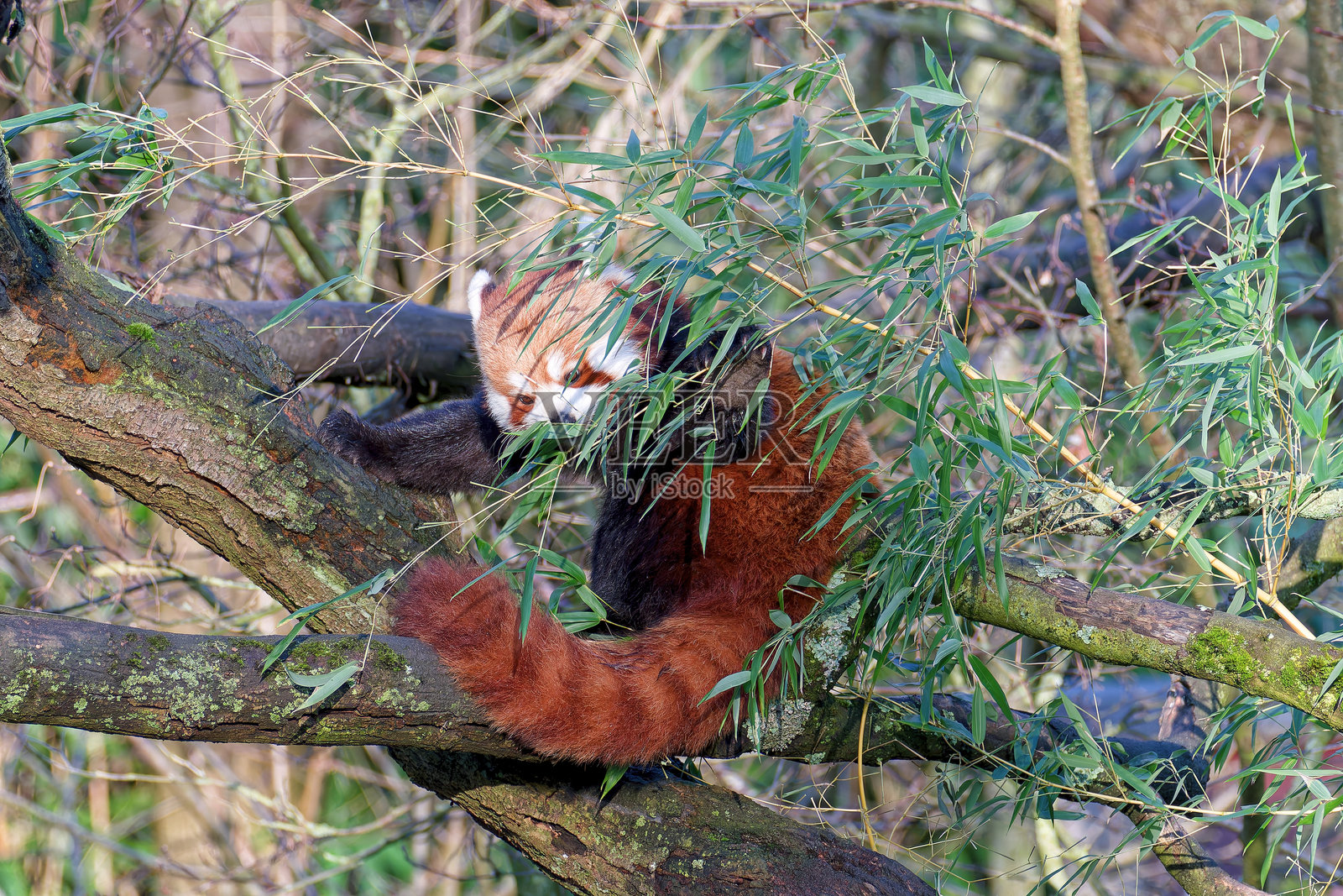 红熊猫（Ailurus fulgens）。迷人的哺乳动物。以竹叶为食。照片摄影图片