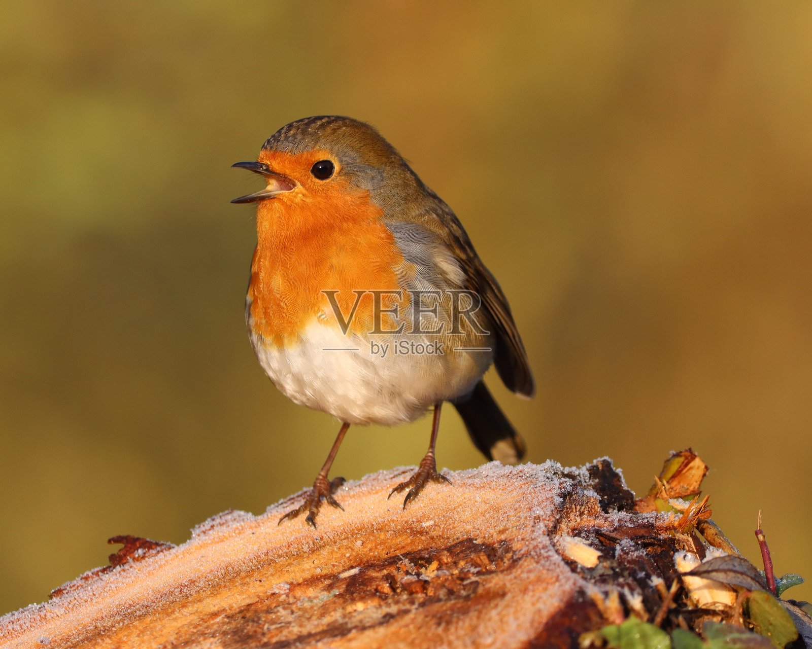 罗宾照片摄影图片