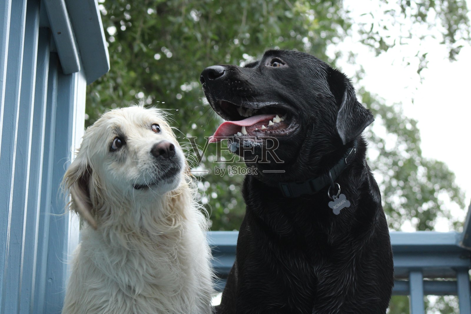 小狗的爱照片摄影图片