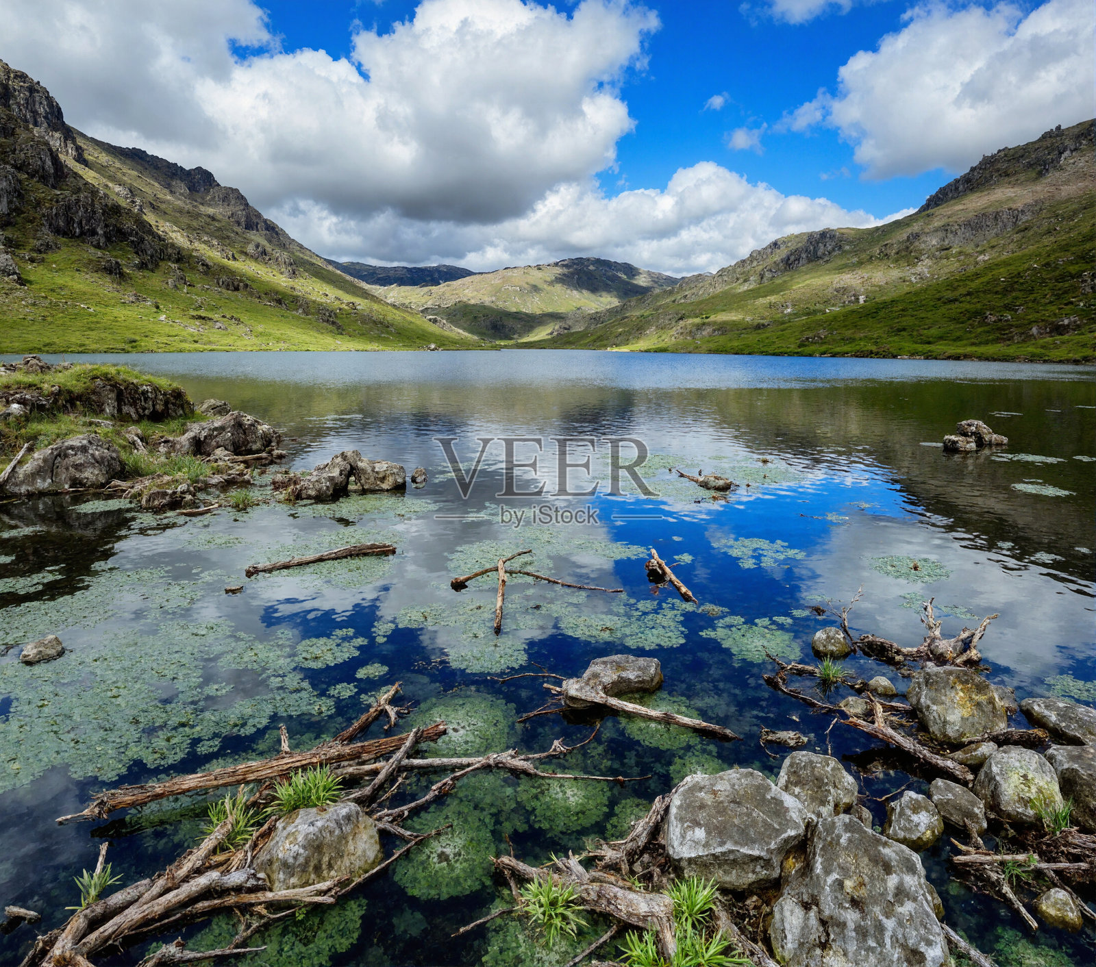 湖岸上满是许多树枝照片摄影图片