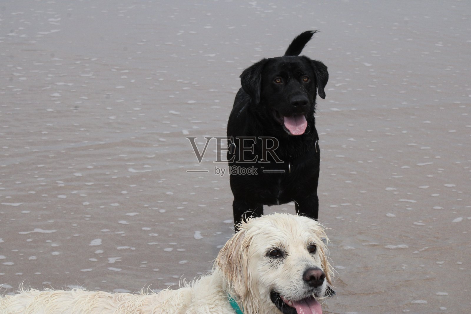 小狗的爱照片摄影图片