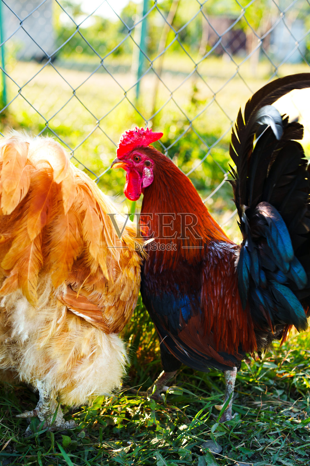 在温暖的夏末下午，鸡群在阳光明媚的后院里觅食和互动。照片摄影图片