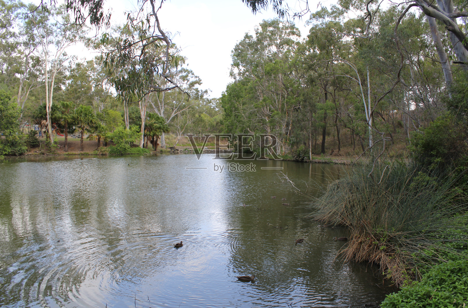 在澳大利亚昆士兰州格拉德斯通的雷格塔纳公园里，湖中有鸭子、树木和植物照片摄影图片