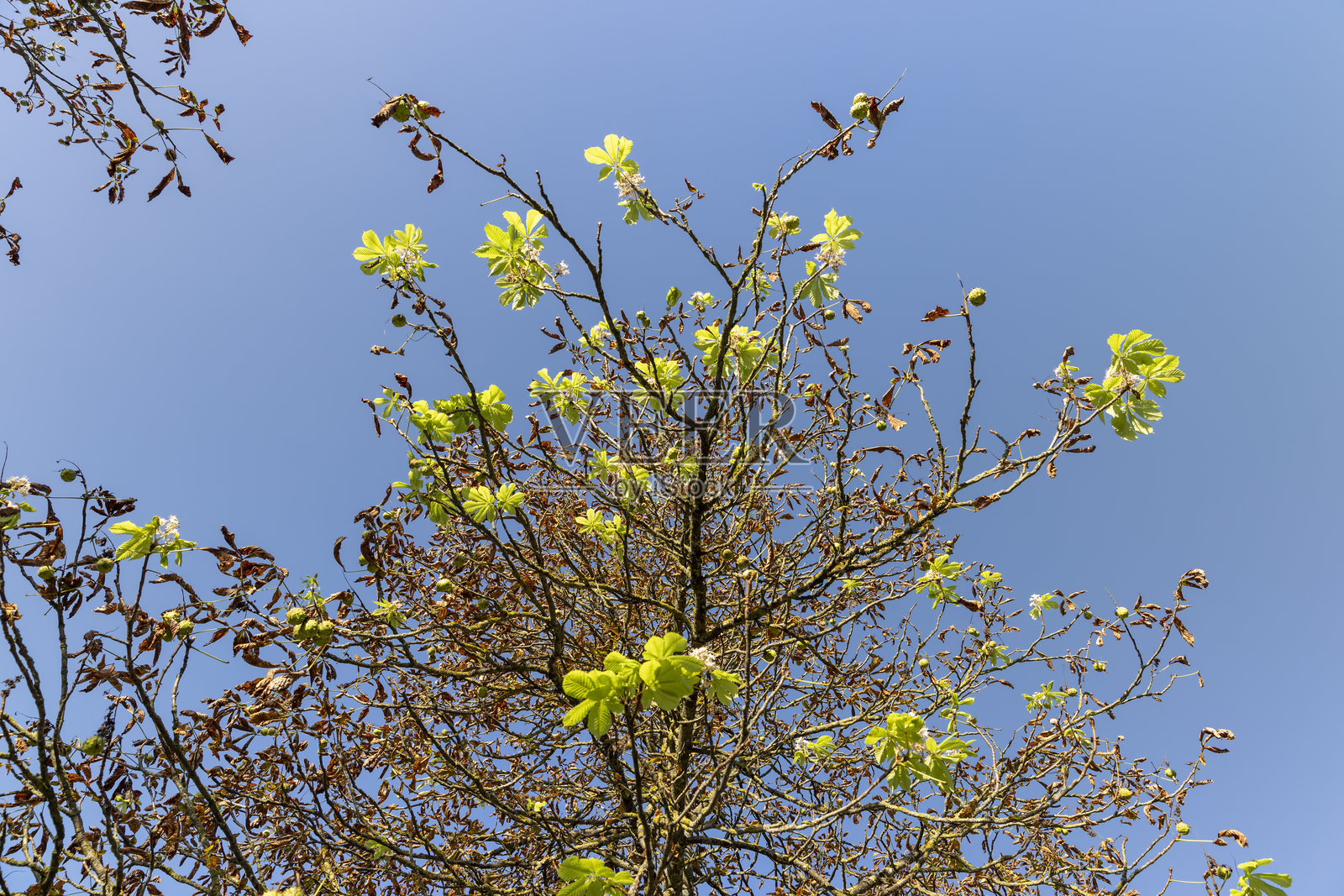 全球变暖和今年第二次栗花开花的影响照片摄影图片