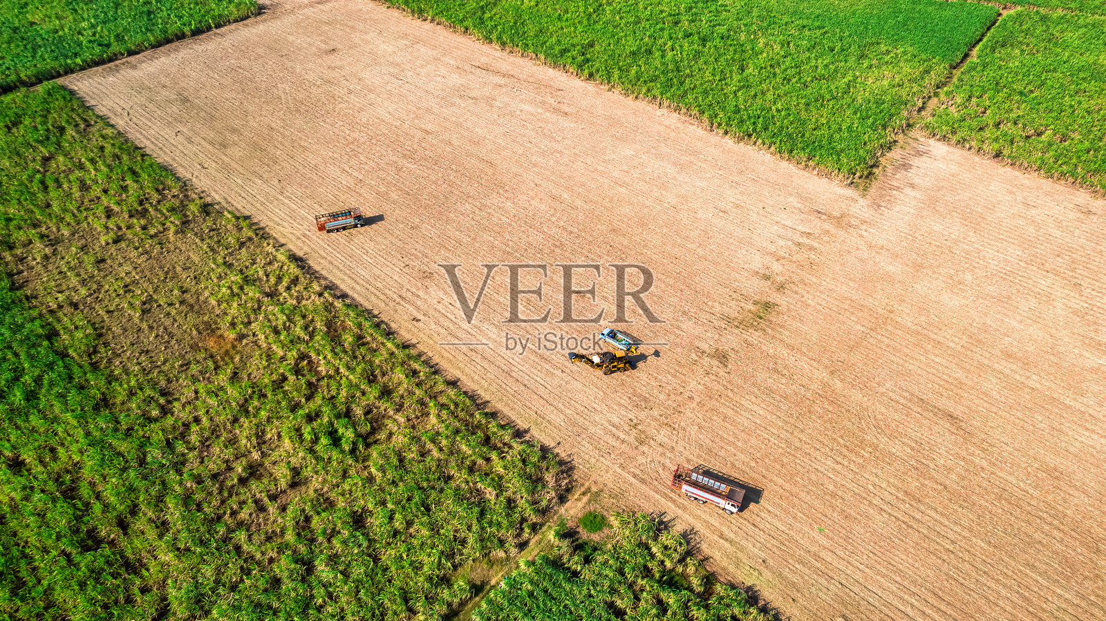 甘蔗收割机在农业区的甘蔗种植园中收割甘蔗，旁边有一辆卡车。照片摄影图片