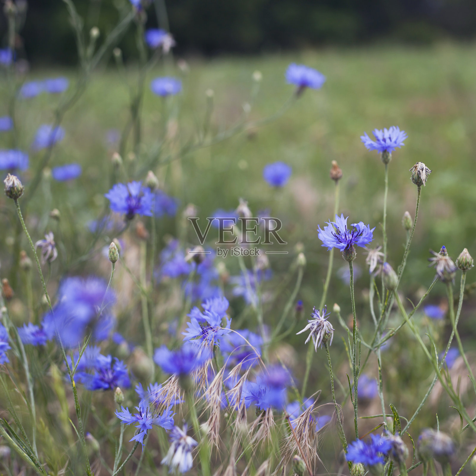 田野上五颜六色的野花——红色的罂粟和蓝色的矢车菊生长在谷物作物之间。照片摄影图片