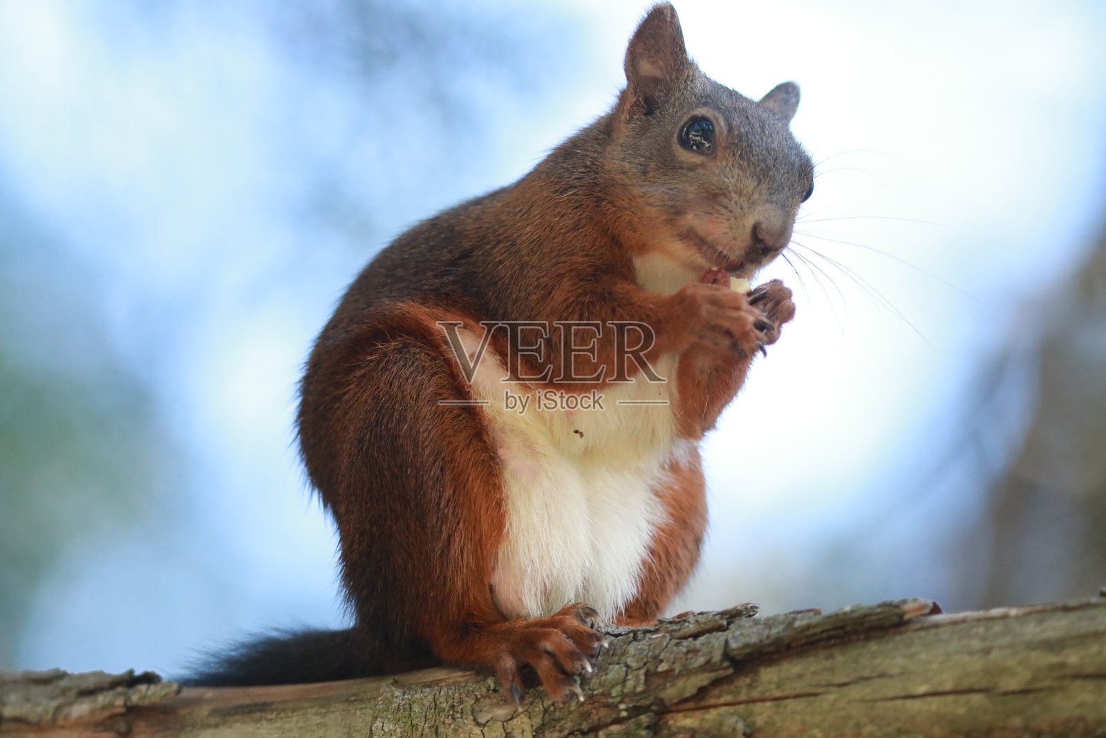 与松鼠的会面照片摄影图片