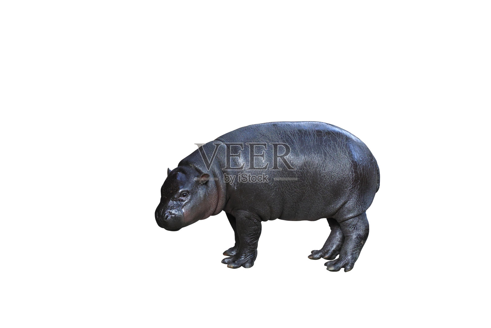 侏儒河马照片摄影图片