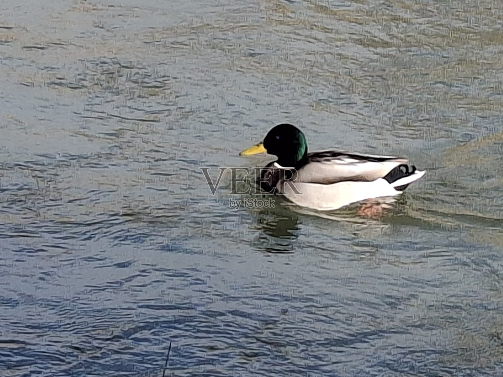 阳光下的鸭子照片摄影图片