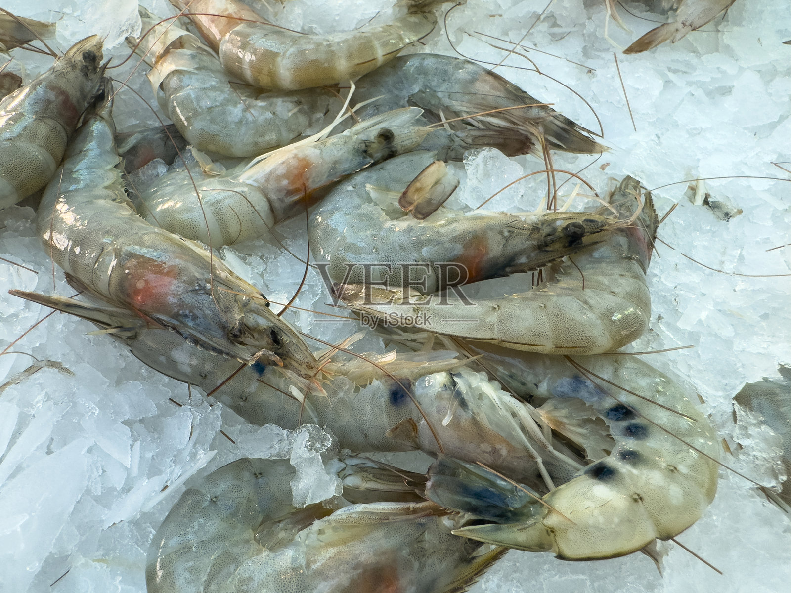 市场上的新鲜虾照片摄影图片