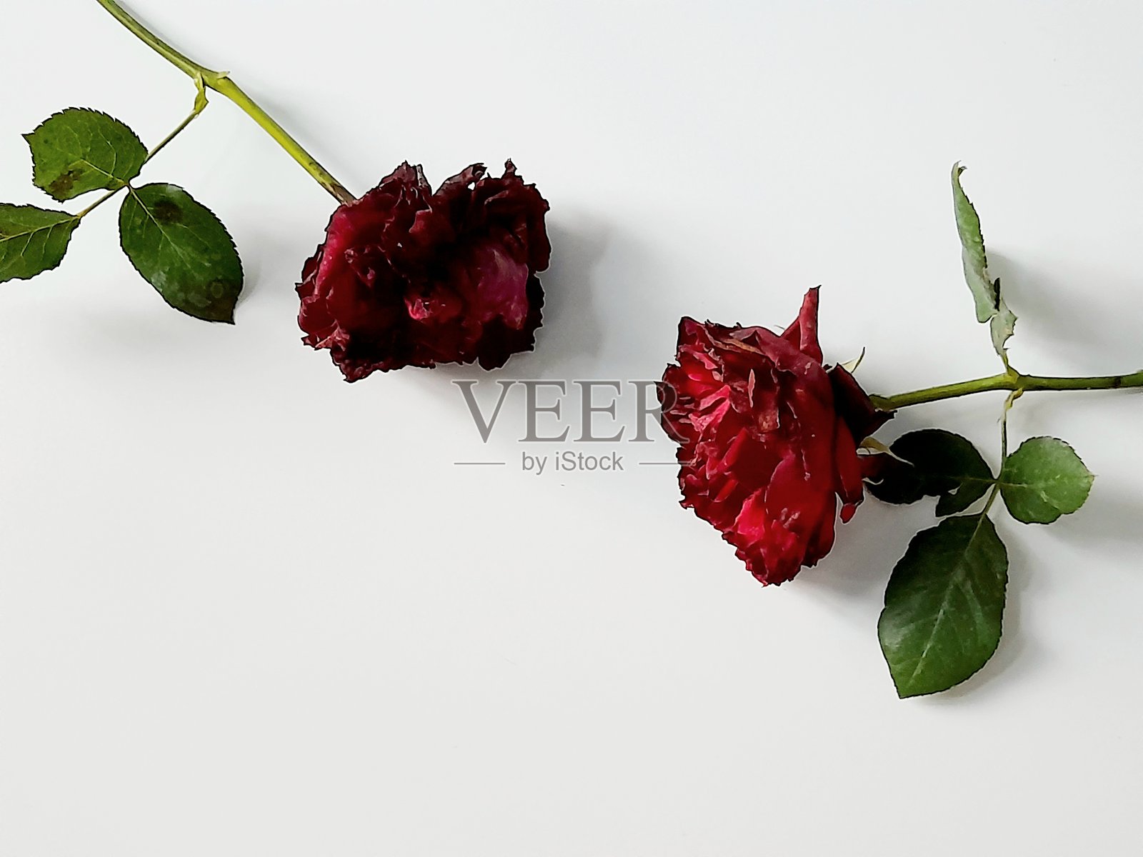 干玫瑰。照片摄影图片