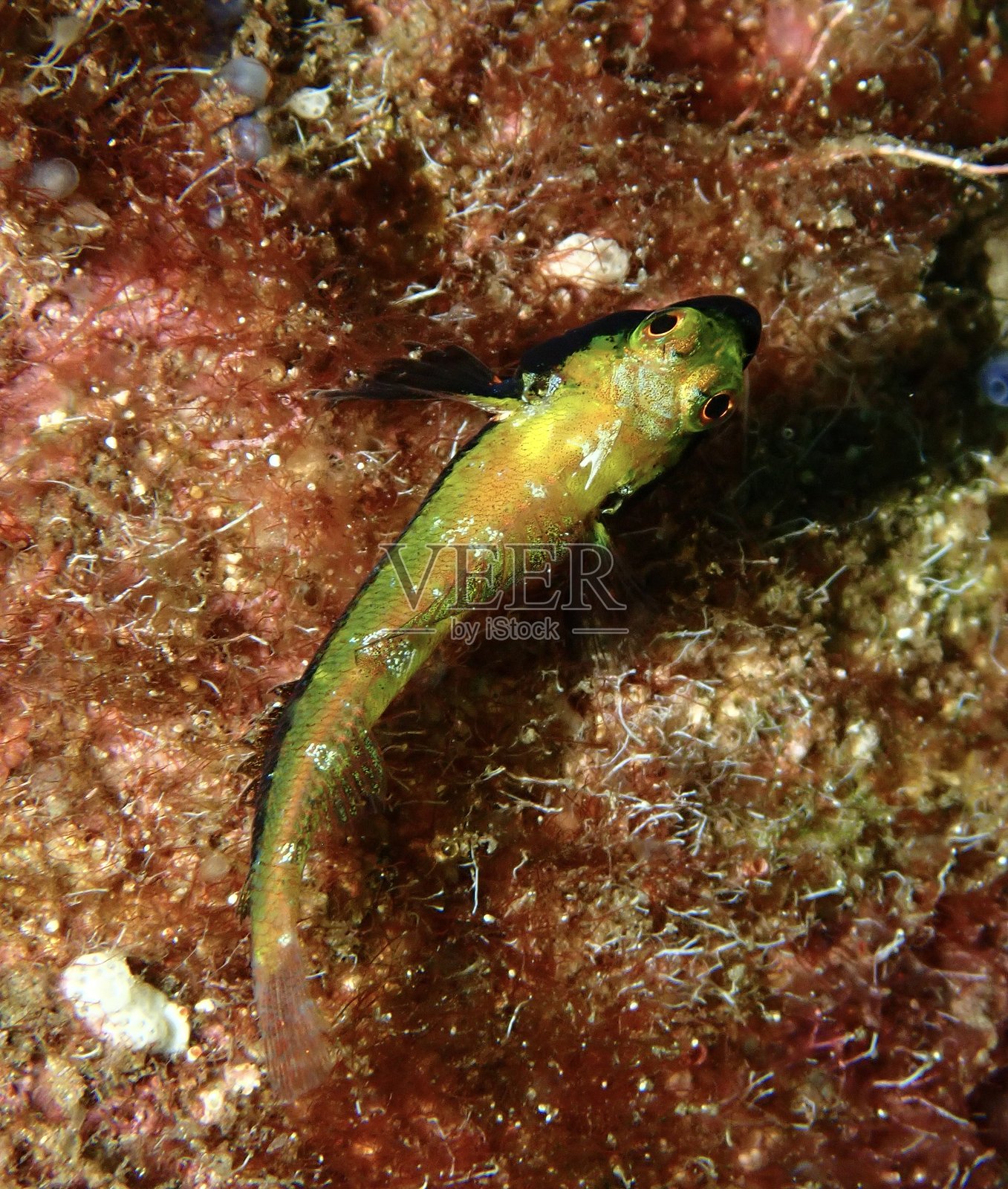 西澳大利亚礁石上的黑喉三鳍鱼（Helcogramma decurrens）照片摄影图片