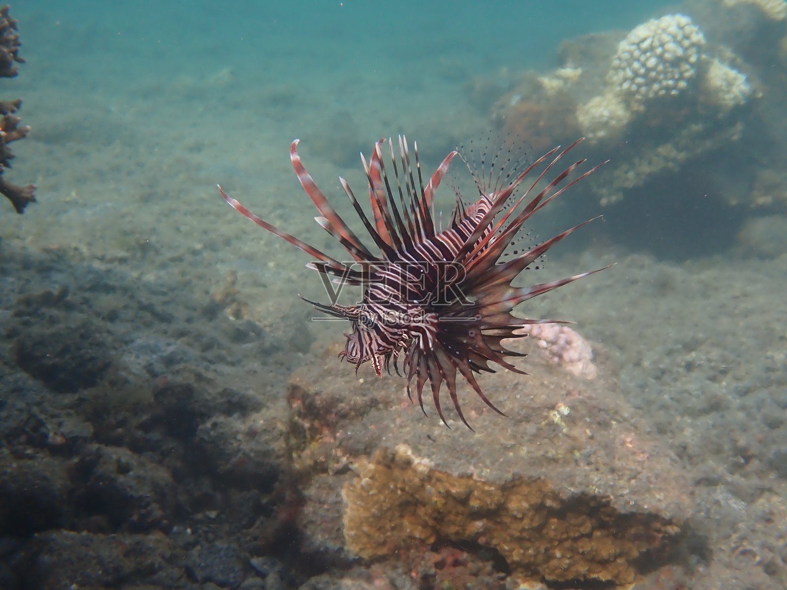 狮子鱼照片摄影图片