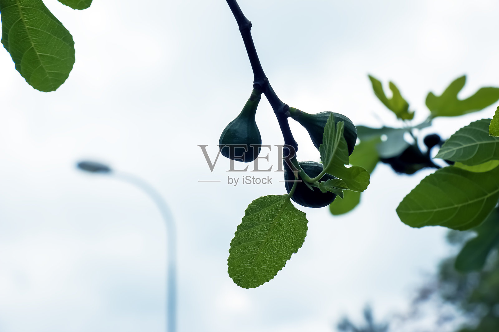 常见的无花果树枝上长着新叶和未成熟的果实，衬着蓝天。拉丁名:无花果照片摄影图片